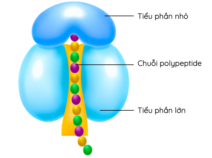 Cấu trúc của ribosome​